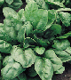Giant 157 Hybrid Spinach